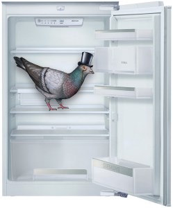pigeon in fridge 300